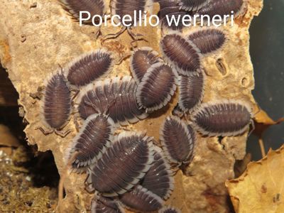 Мокриці Porcellio