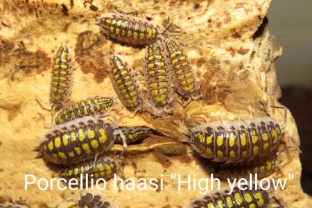 Мокриці Porcellio