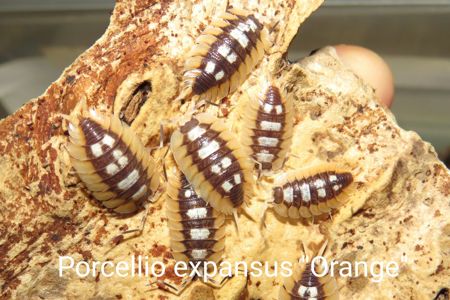Мокриці Porcellio
