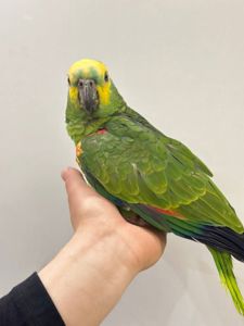 Говорящие умные попугаи Амазоны