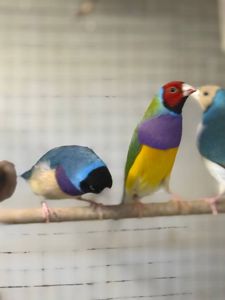 Амадин гульда