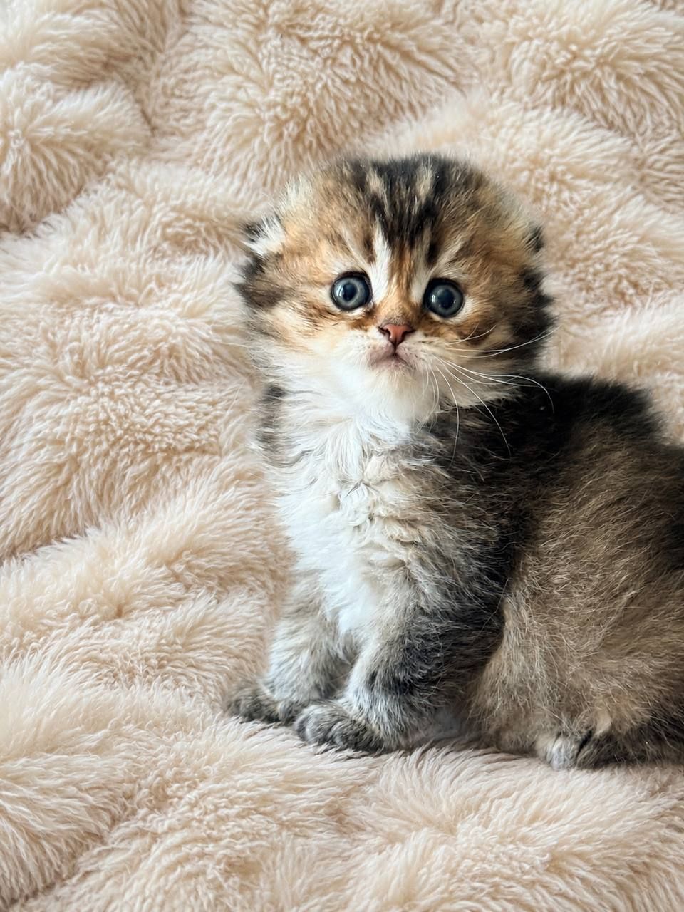 Шотландське висловухе кошеня ny25