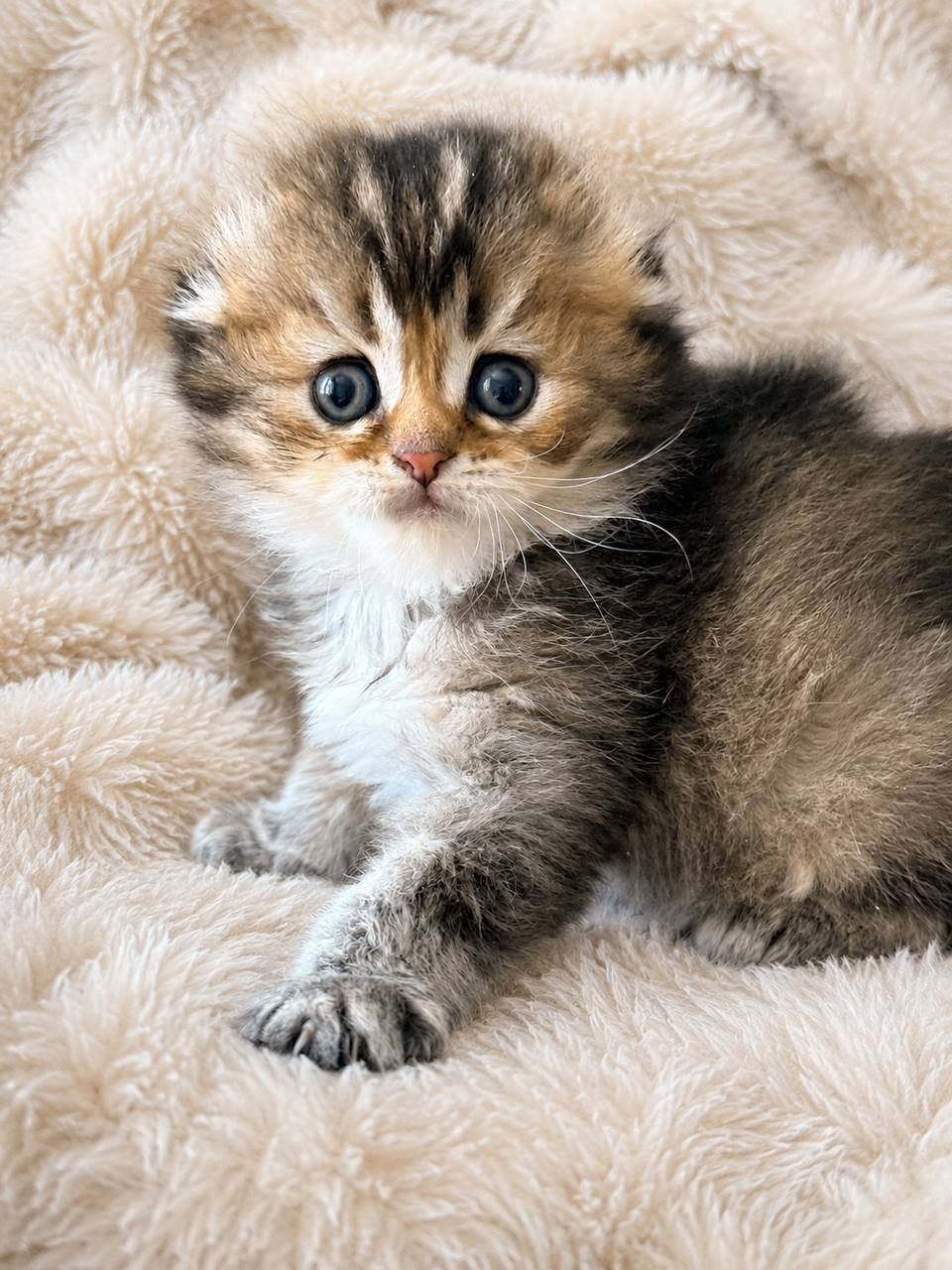 Шотландське висловухе кошеня ny25
