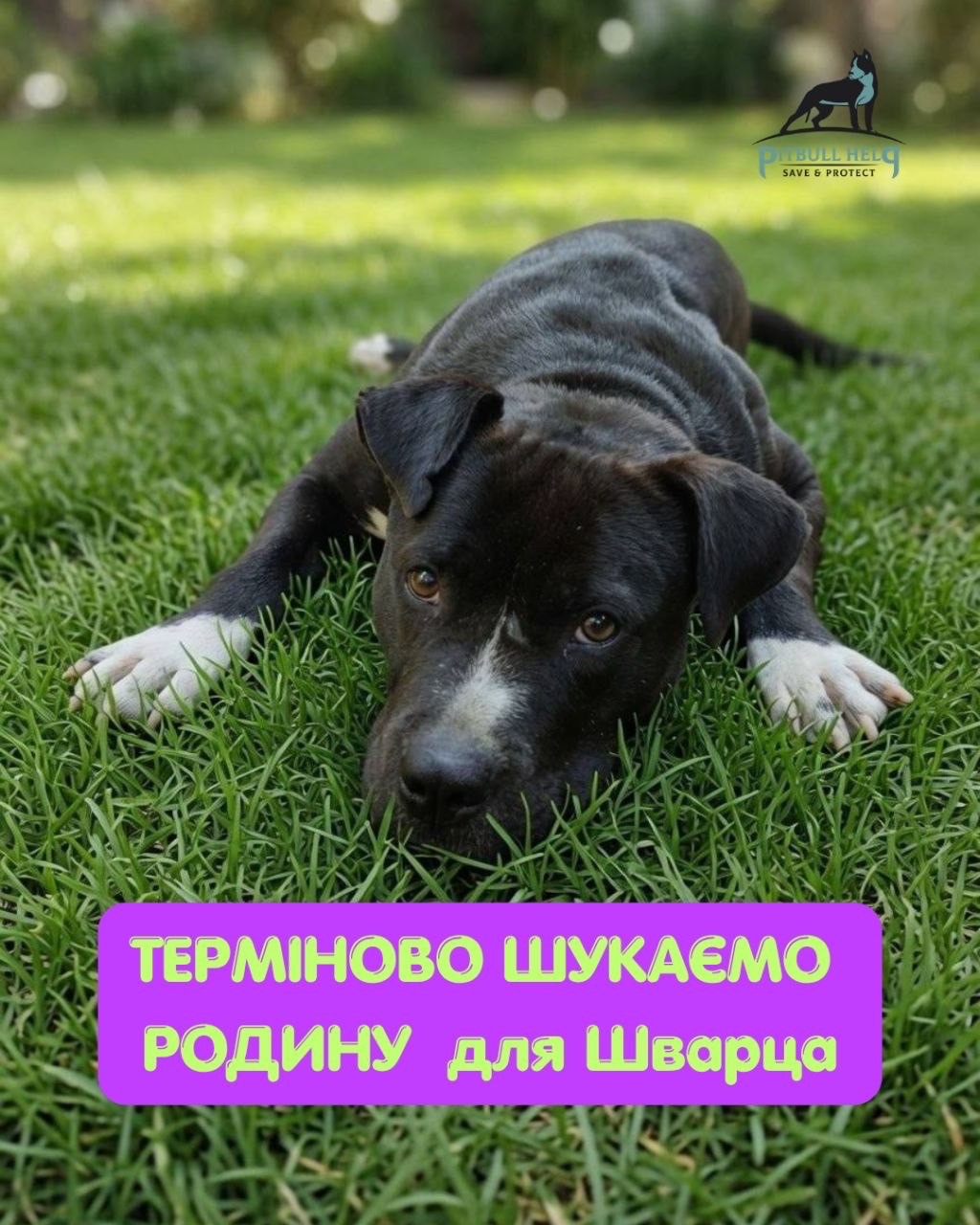 Красивий стафф Шварц шукає родину