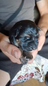 Цуценята німецької вівчарки