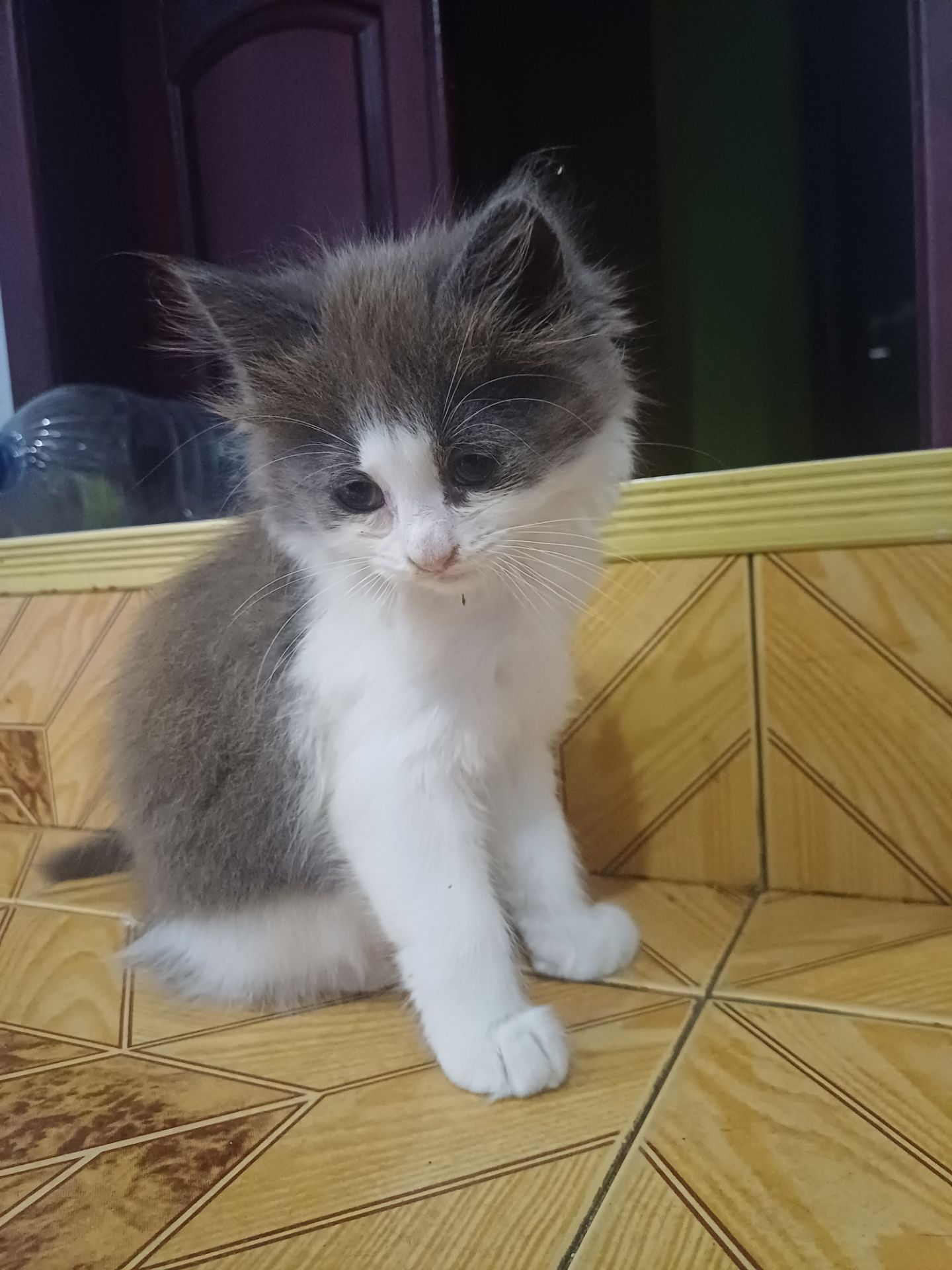 Отдам кошечку бесплатно