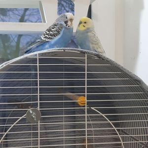 Віддам 3 хвилястиків у добрі руки