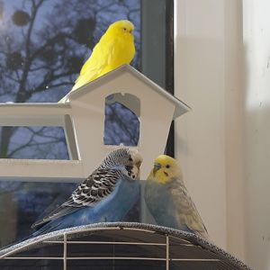 Віддам 3 хвилястиків у добрі руки