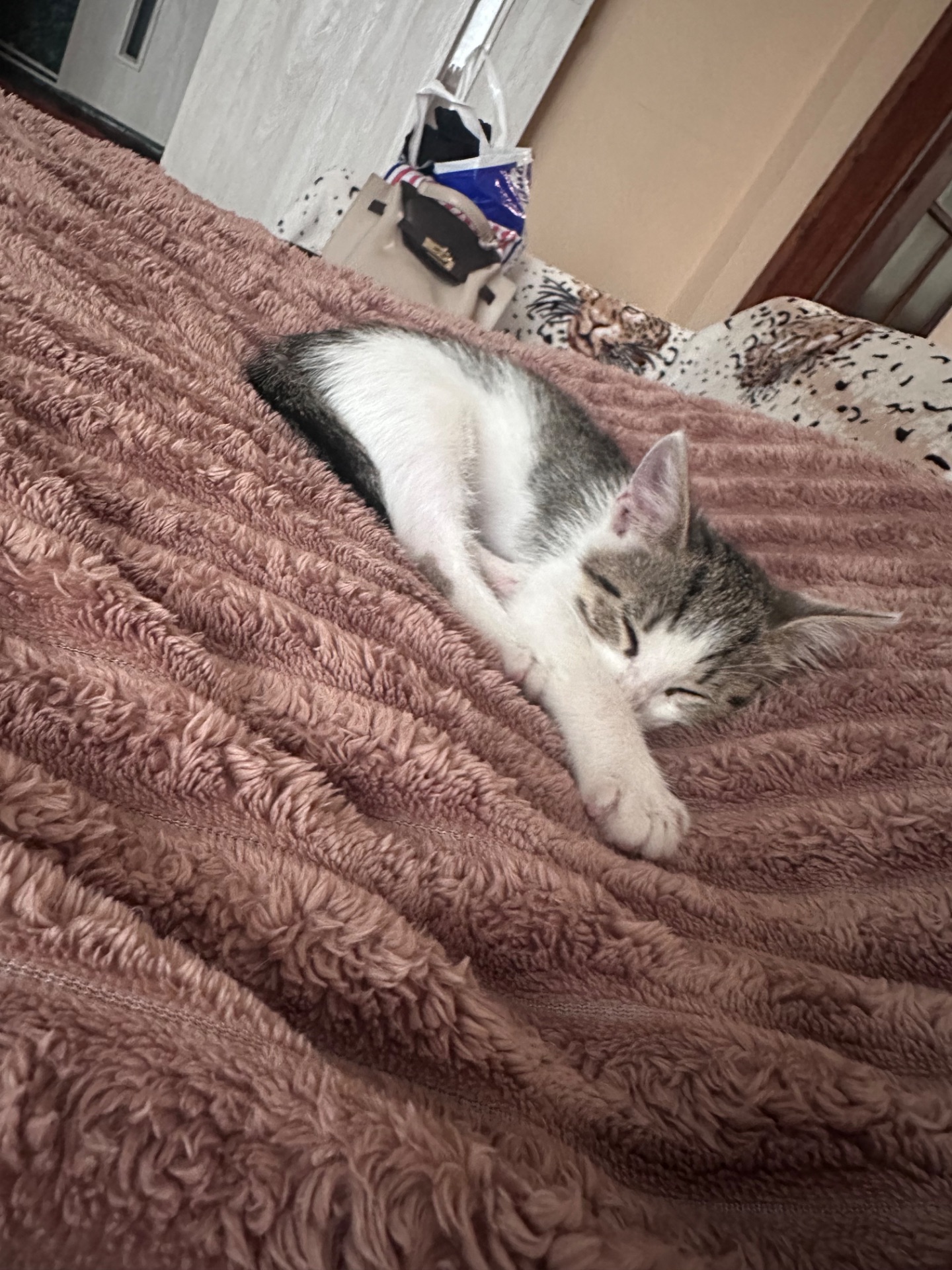 Кошення шукає новий дім