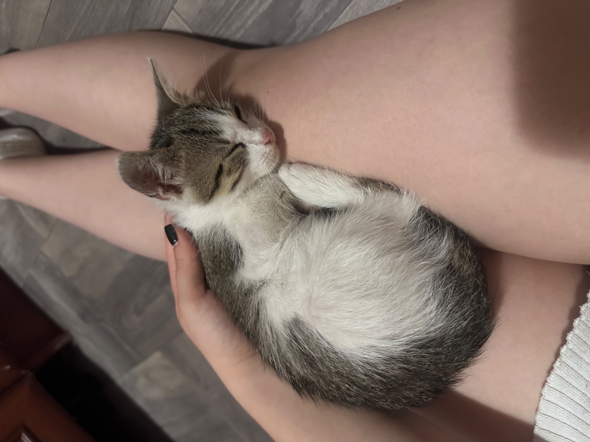 Кошення шукає новий дім