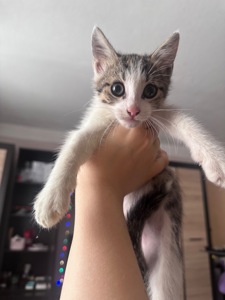 Кошення шукає новий дім