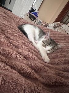 Кошення шукає новий дім