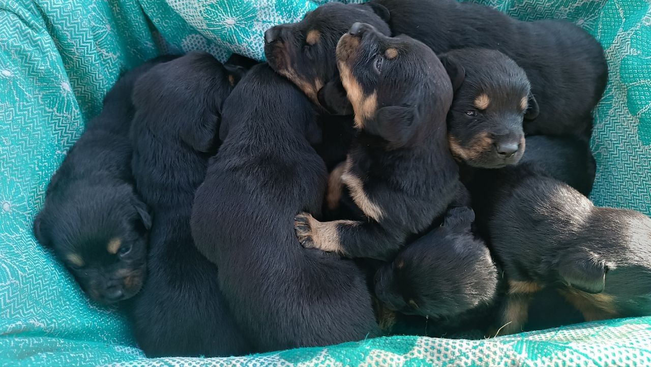 Продамо цуценят ротвейлера