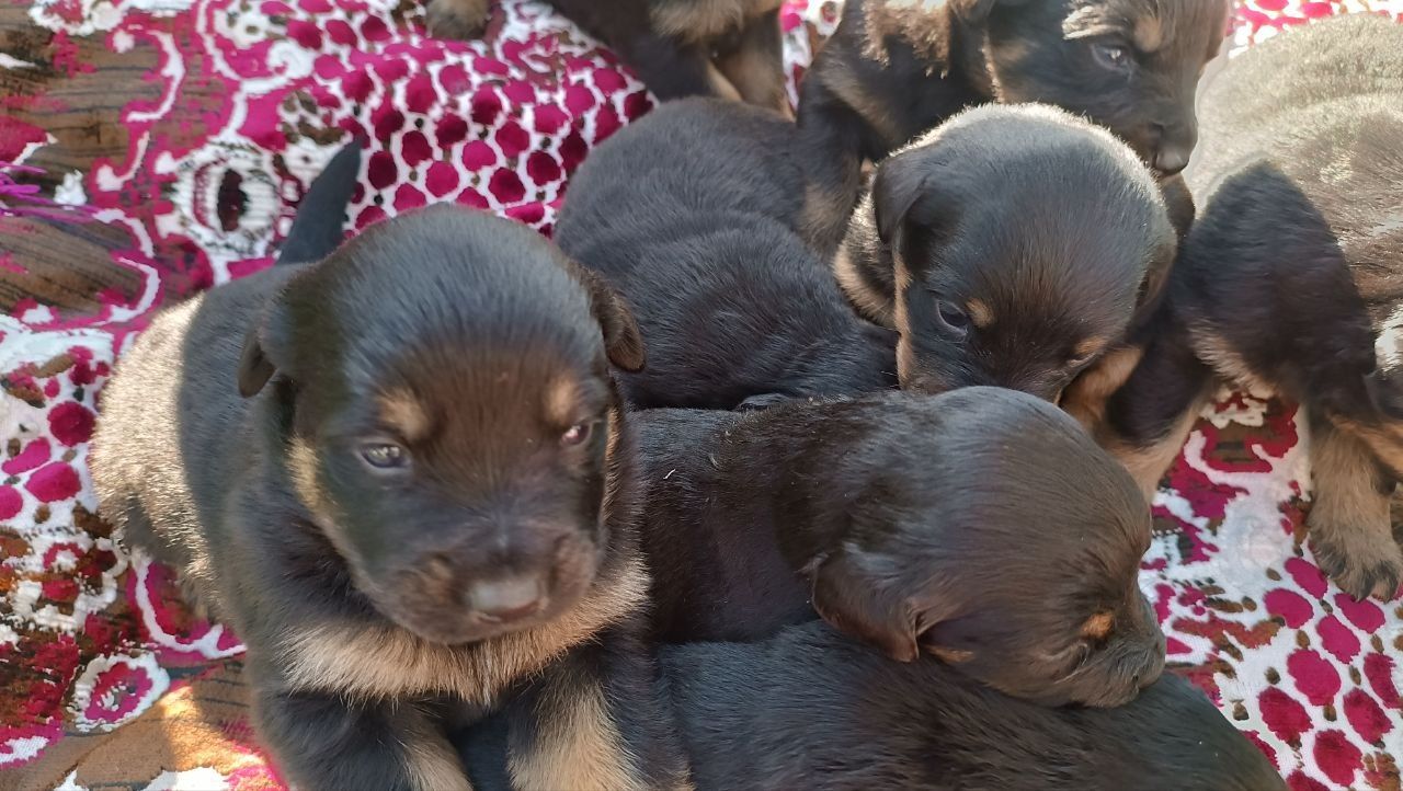 Продамо цуценят ротвейлера