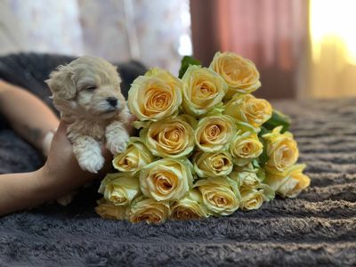 Чарівні цуценята Мальтіпу Ф1