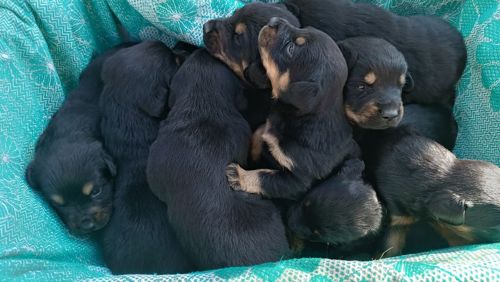 Продамо цуценят ротвейлера