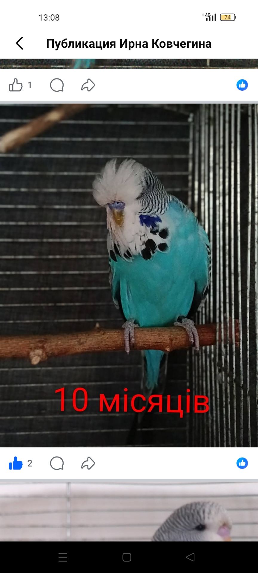 Выставочные чехи