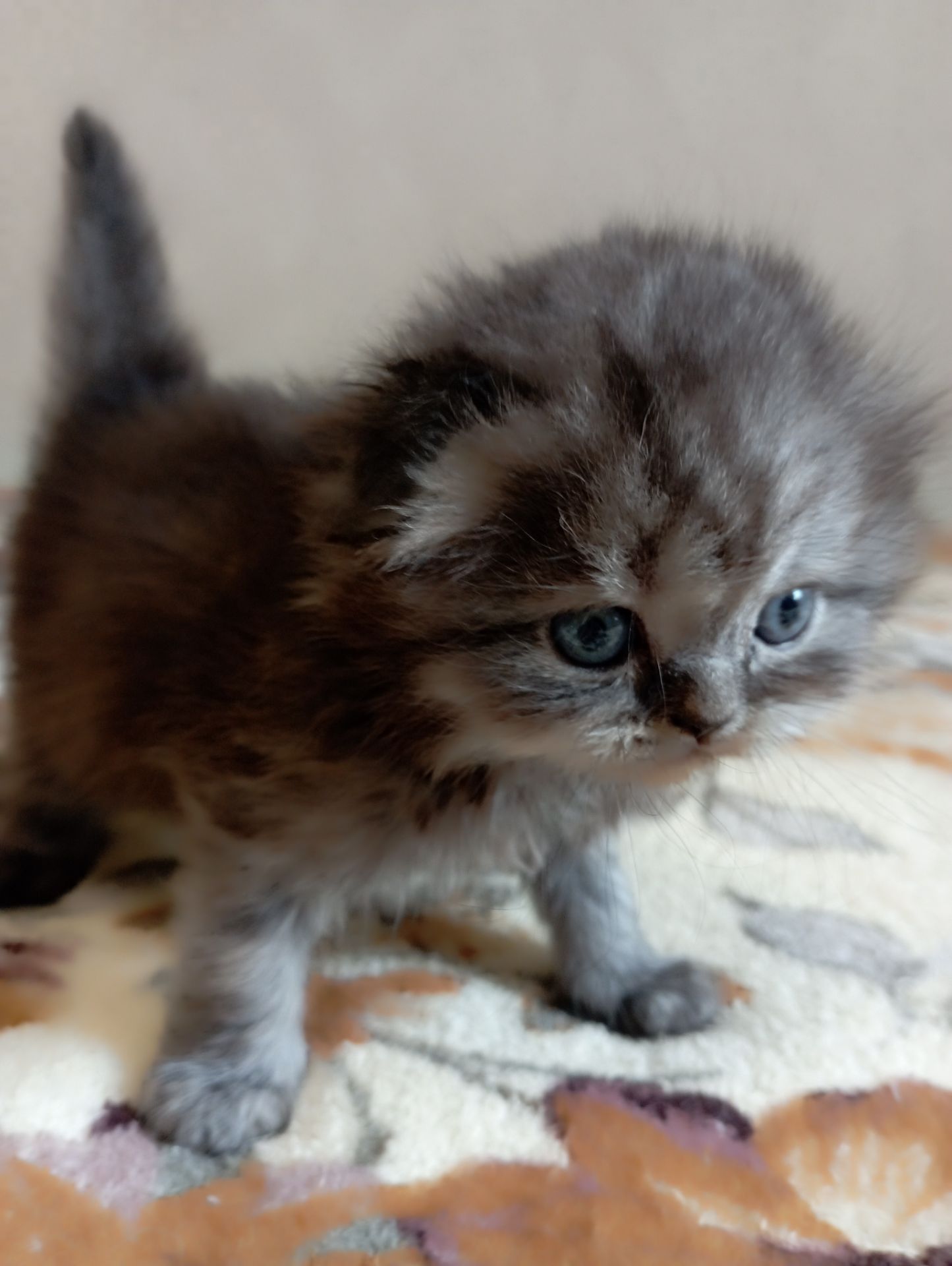 Шотландське кошеня забарвлення чорний дим.