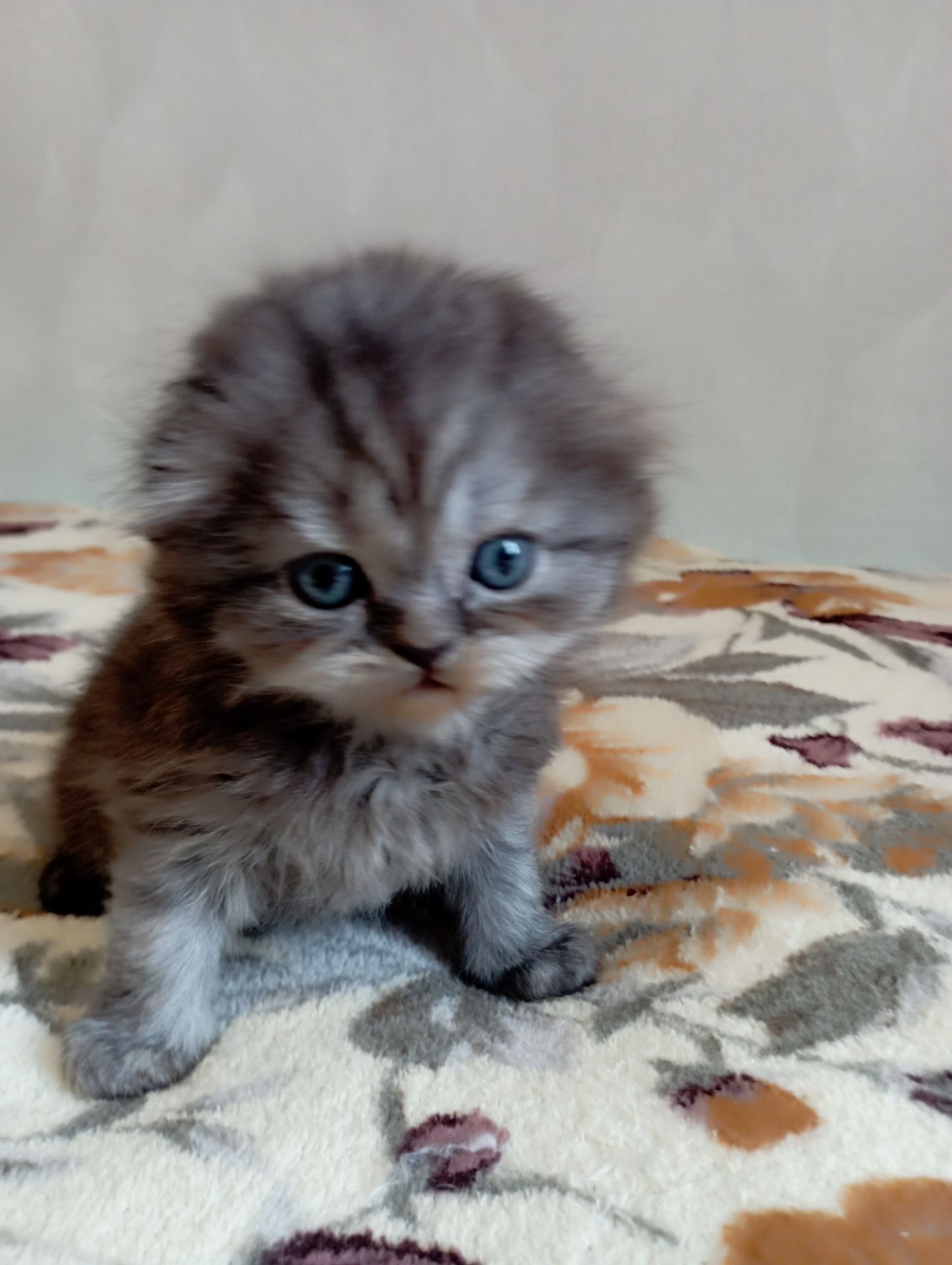 Шотландське кошеня забарвлення чорний дим.