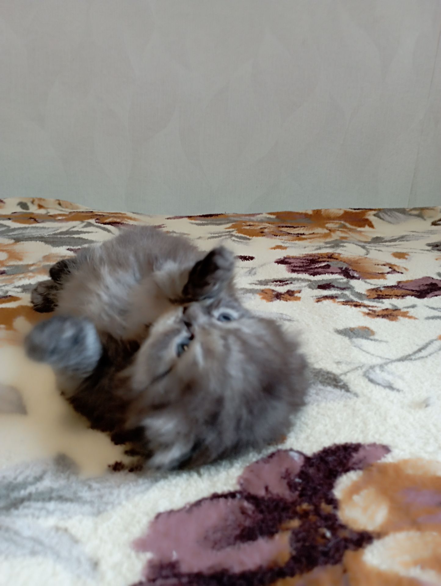Шотландське кошеня забарвлення чорний дим.