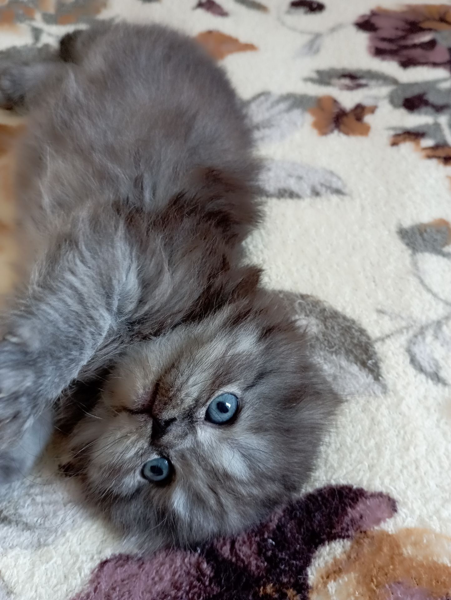 Шотландське кошеня забарвлення чорний дим.