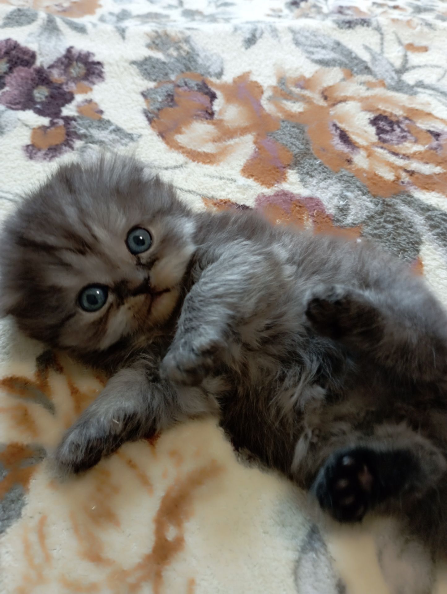 Шотландське кошеня забарвлення чорний дим.