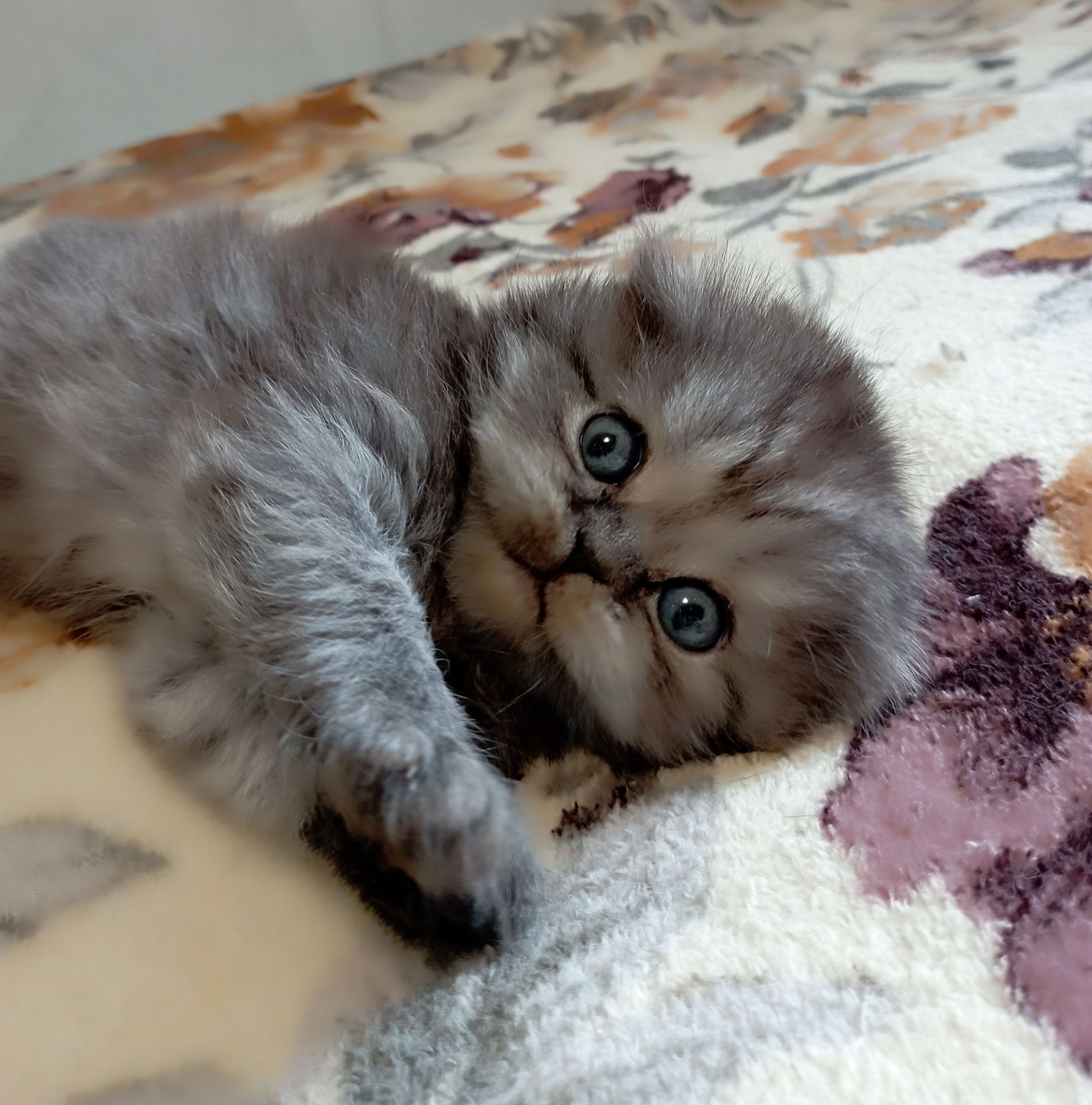 Шотландське кошеня забарвлення чорний дим.