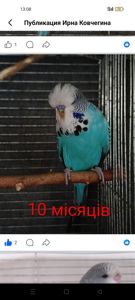 Выставочные чехи