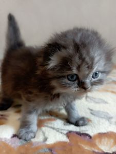 Шотландське кошеня забарвлення чорний дим.