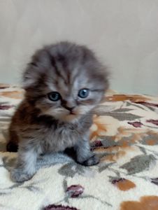 Шотландське кошеня забарвлення чорний дим.