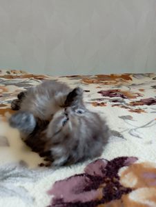 Шотландське кошеня забарвлення чорний дим.