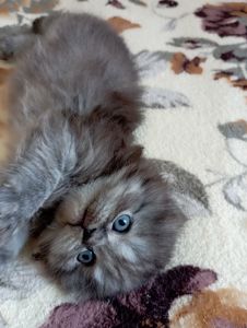 Шотландське кошеня забарвлення чорний дим.