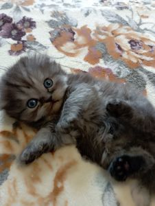 Шотландське кошеня забарвлення чорний дим.