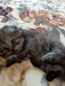 Шотландське кошеня забарвлення чорний дим.