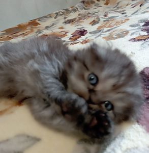 Шотландське кошеня забарвлення чорний дим.