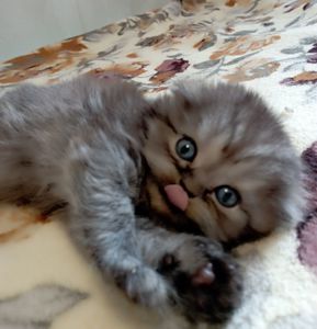 Шотландське кошеня забарвлення чорний дим.