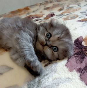 Шотландське кошеня забарвлення чорний дим.