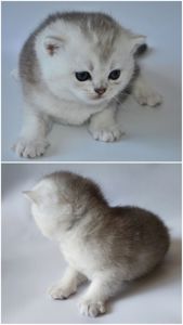 Шотландські кошенята