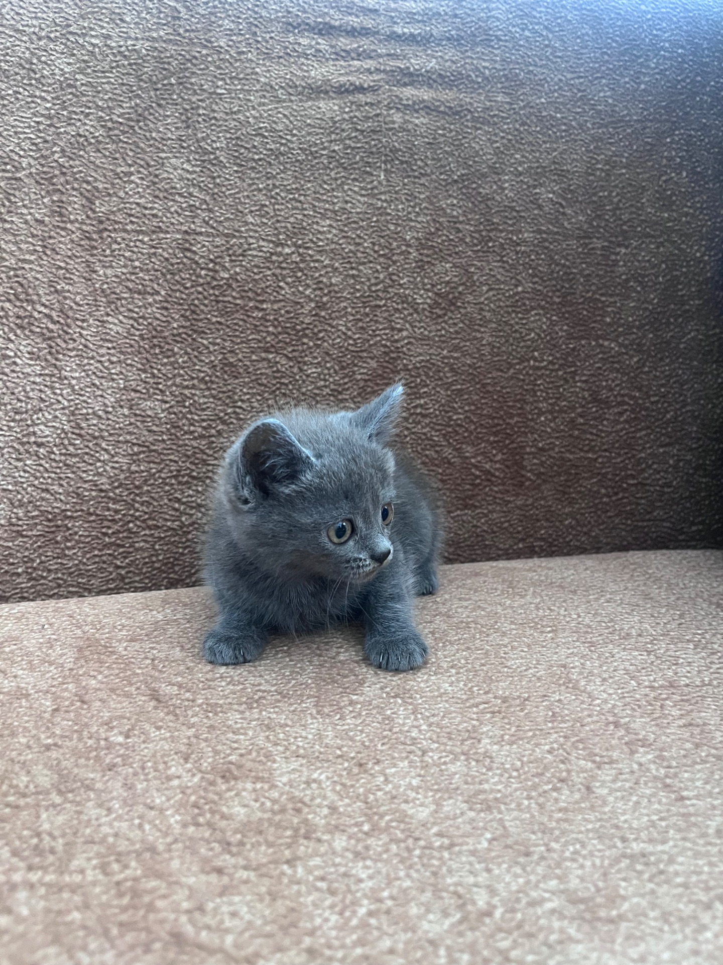 Продам Котинят Хлопчик і Дівчинку