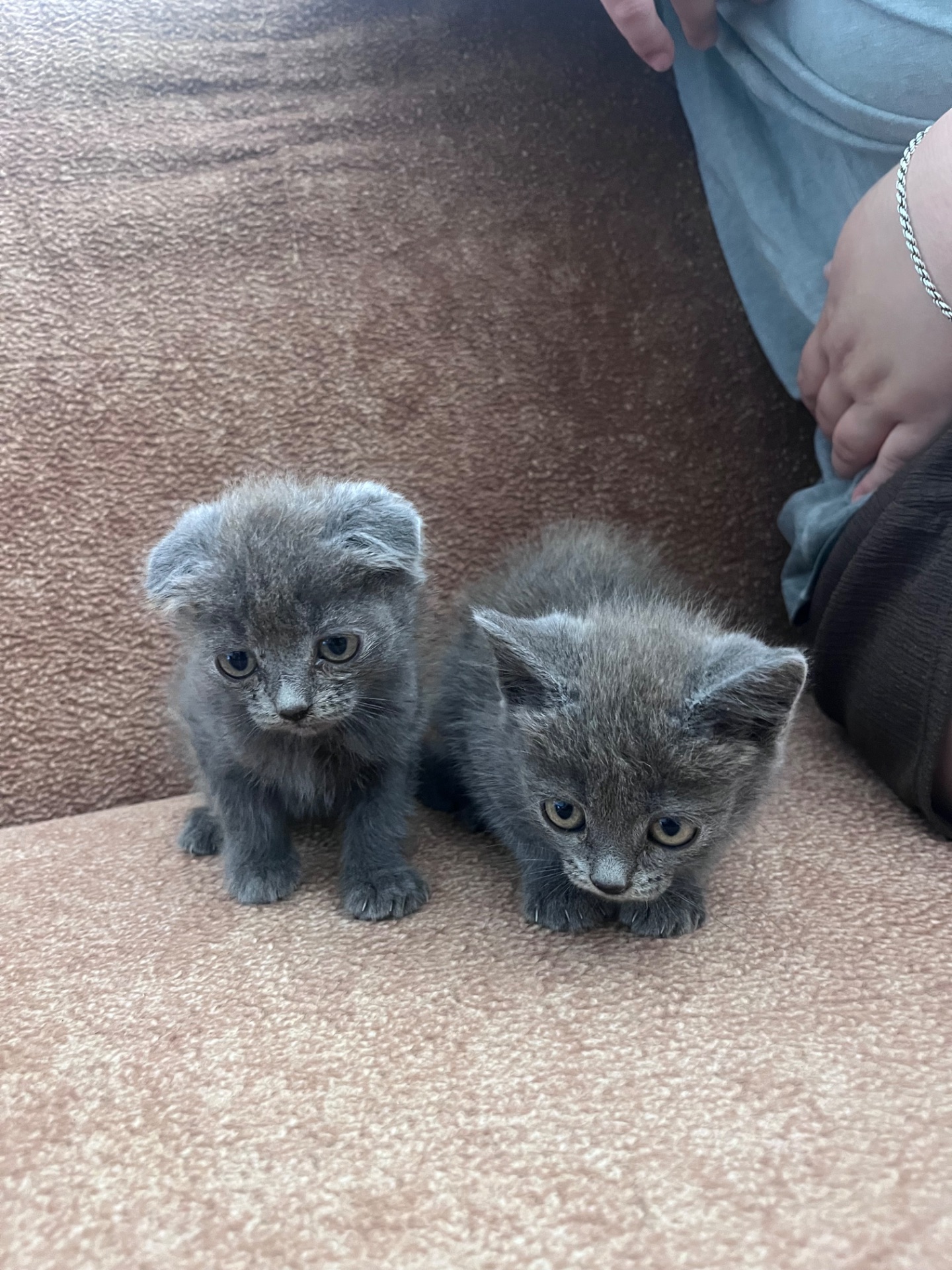 Продам Котинят Хлопчик і Дівчинку