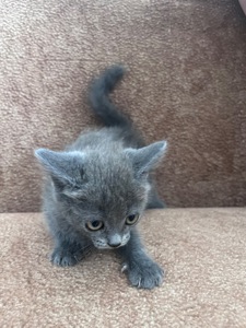 Продам Котинят Хлопчик і Дівчинку