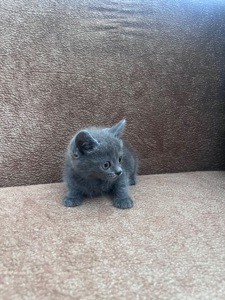 Продам Котинят Хлопчик і Дівчинку