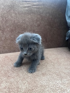 Продам Котинят Хлопчик і Дівчинку