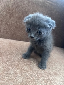 Продам Котинят Хлопчик і Дівчинку