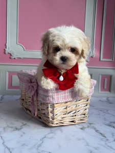 Мальтіпу міні хлопчик