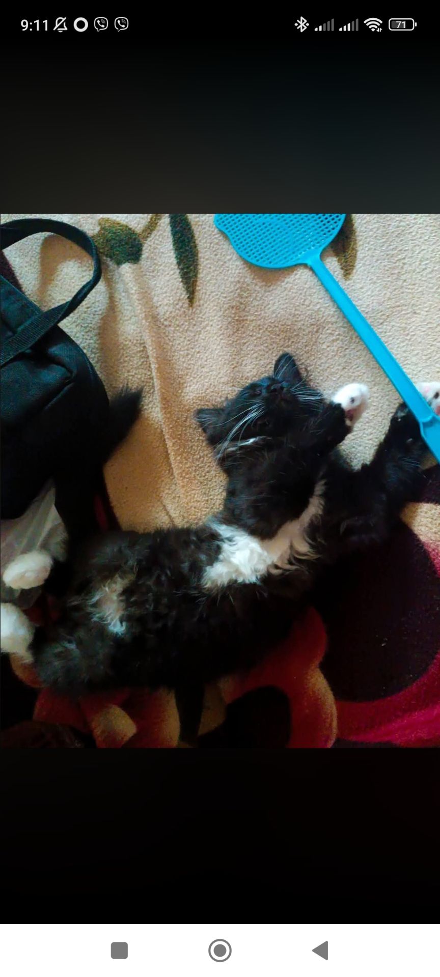 Мила киця муркотунчик