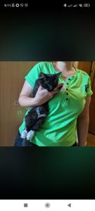 Мила киця муркотунчик