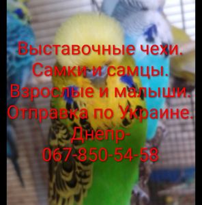 Выставочные чехи