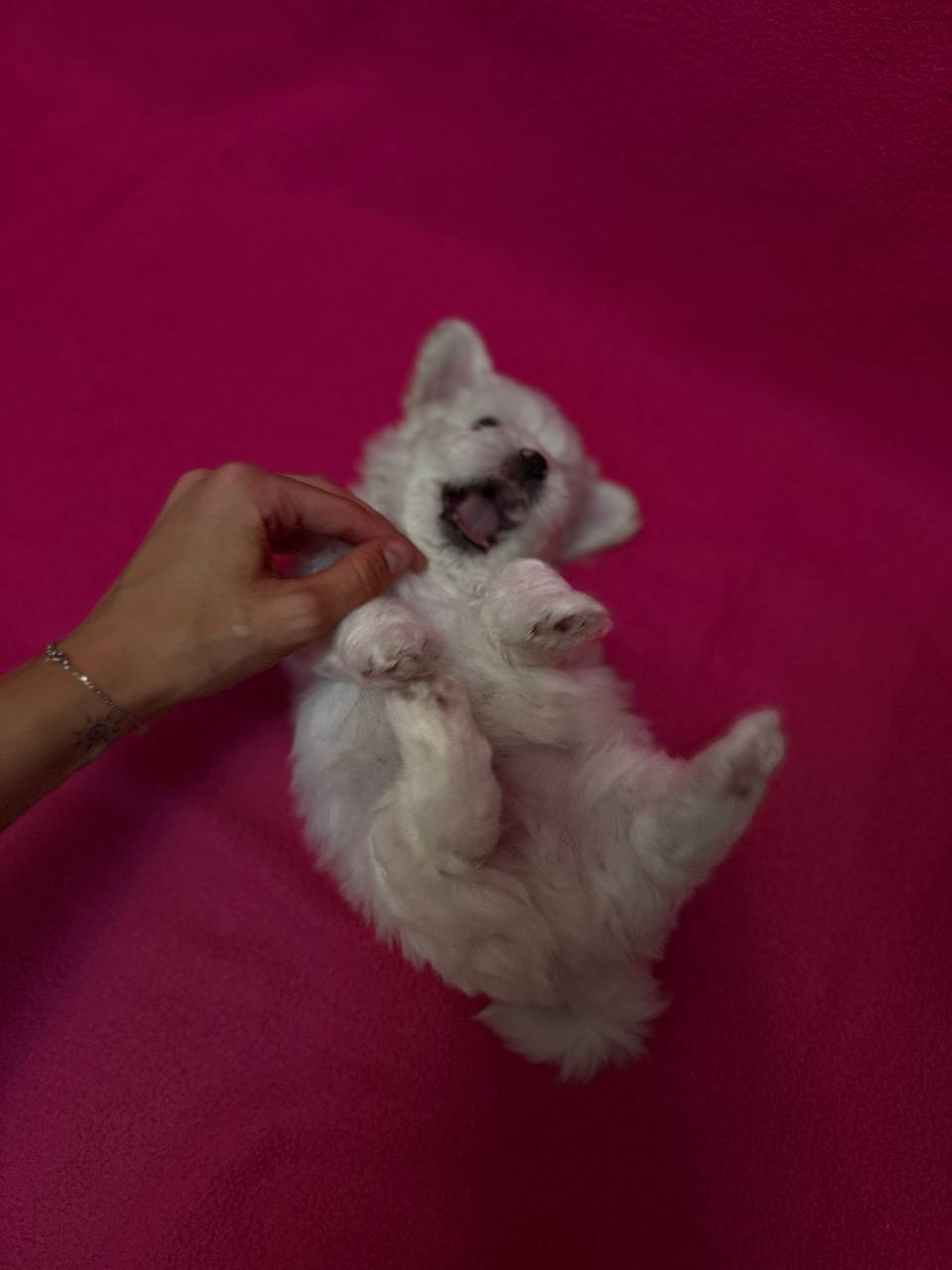 Цуценята мальтезе шукають найкращі родини!