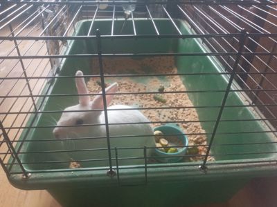 Кролик декоративний